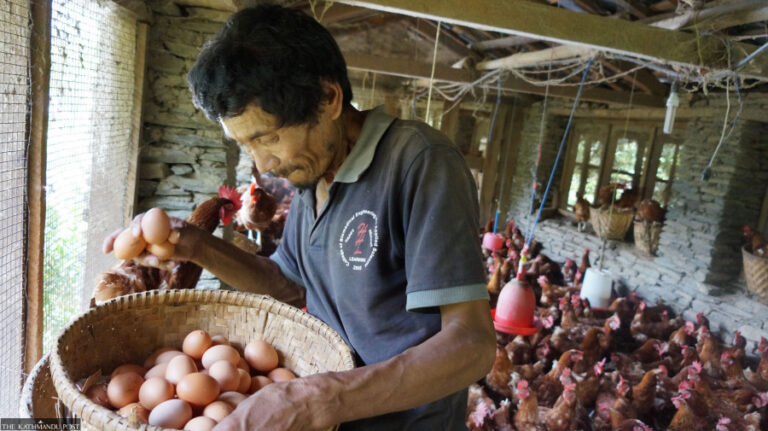 Nepal’s poultry sector faces post-Covid challenges despite growing demand
