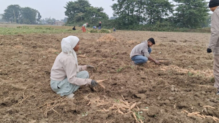 Rampaging elephants force Kachanakawal farmers to slash sweet potato cultivation